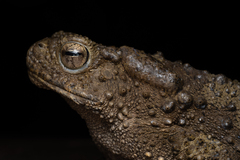 Phrynoidis juxtasper