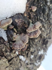 Schizophyllum commune