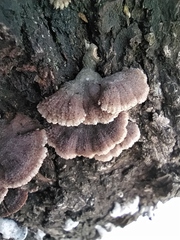 Schizophyllum commune