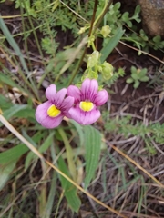 Nemesia fruticans
