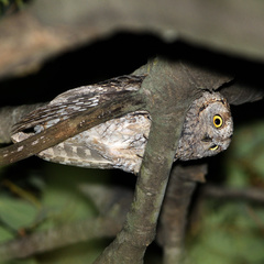 Otus scops