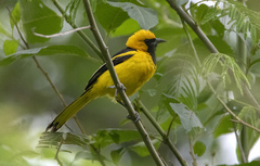 Icterus mesomelas
