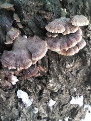 Schizophyllum commune