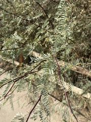 Prosopis
