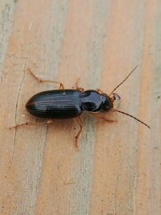 Stenolophus