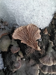 Schizophyllum commune
