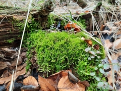 Odontoschisma sphagni