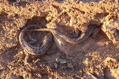 Uta stansburiana elegans