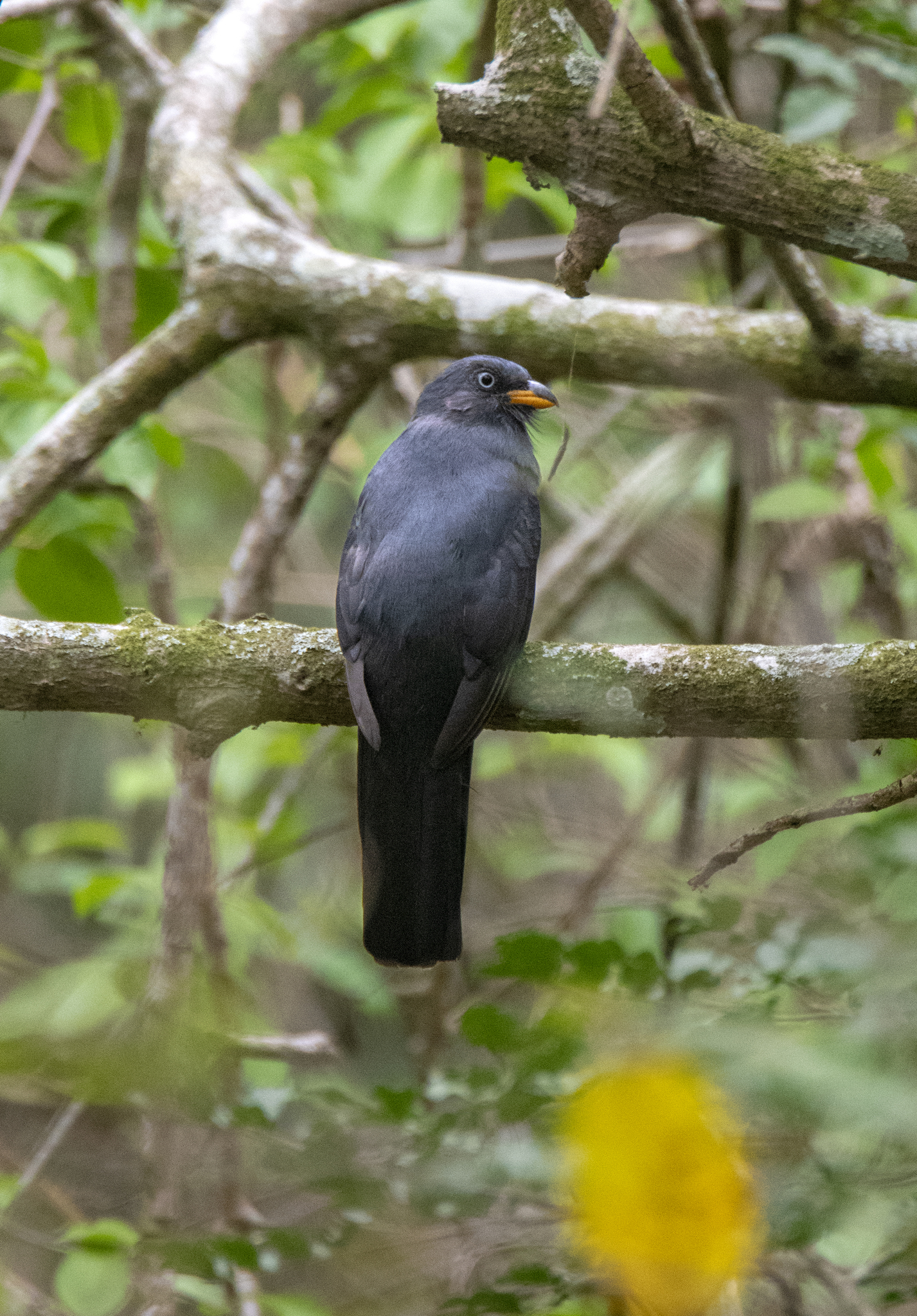 Ecuadorian Trogon (Trogon mesurus), photo 4