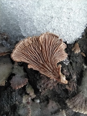 Schizophyllum commune