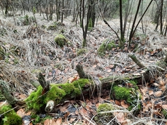 Odontoschisma sphagni