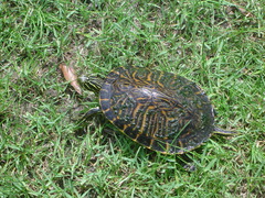 Pseudemys peninsularis