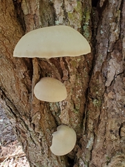 Ossicaulis lignatilis