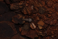 Euprosthenops