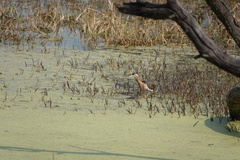 Amaurornis phoenicurus