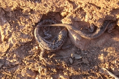 Uta stansburiana elegans