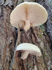Ossicaulis lignatilis