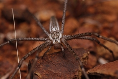 Euprosthenops