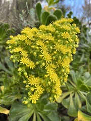 Aeonium arboreum image