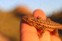 Uta stansburiana elegans