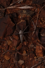 Euprosthenops
