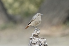 Phoenicurus ochruros