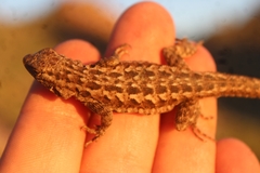 Uta stansburiana elegans