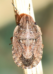 Sciocoris cursitans