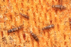 Entomobrya nivalis