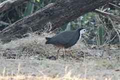 Amaurornis phoenicurus