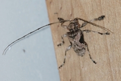Lagocheirus araneiformis