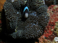 Stichodactyla mertensii