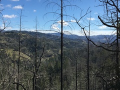 Pseudotsuga menziesii