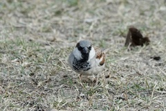 Passer domesticus