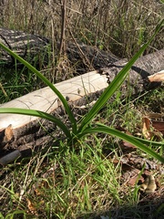 Toxicoscordion fremontii