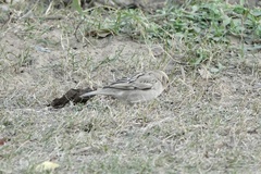 Passer domesticus