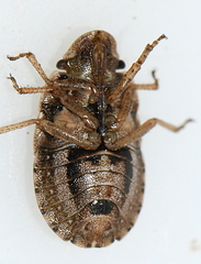 Sciocoris cursitans