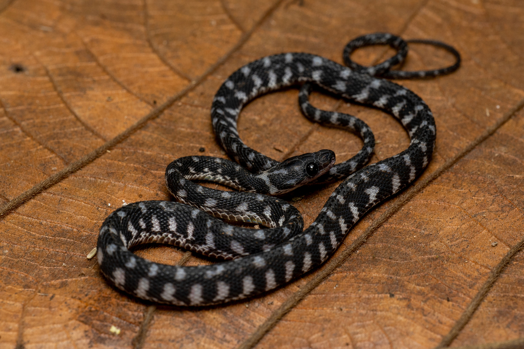 Stolickza's Stream Snake