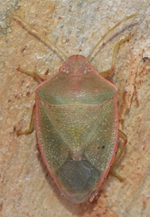 Acrosternum millierei