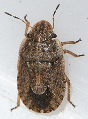 Sciocoris cursitans