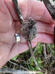 Neolasioptera lupini