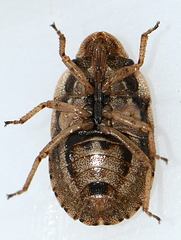 Sciocoris cursitans