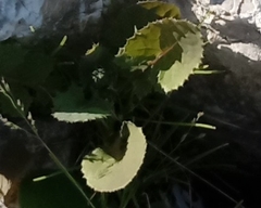 Angiospermae