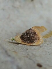 Glaphyria fulminalis