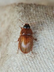 Cymbiodyta bifidus
