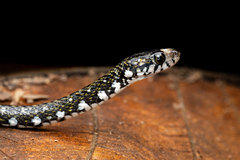 Hebius flavifrons
