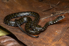 Hebius flavifrons