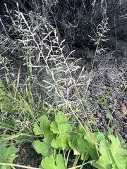 Eragrostis barrelieri