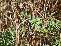 Euphorbia spinosa