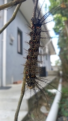 Pseudautomeris latus